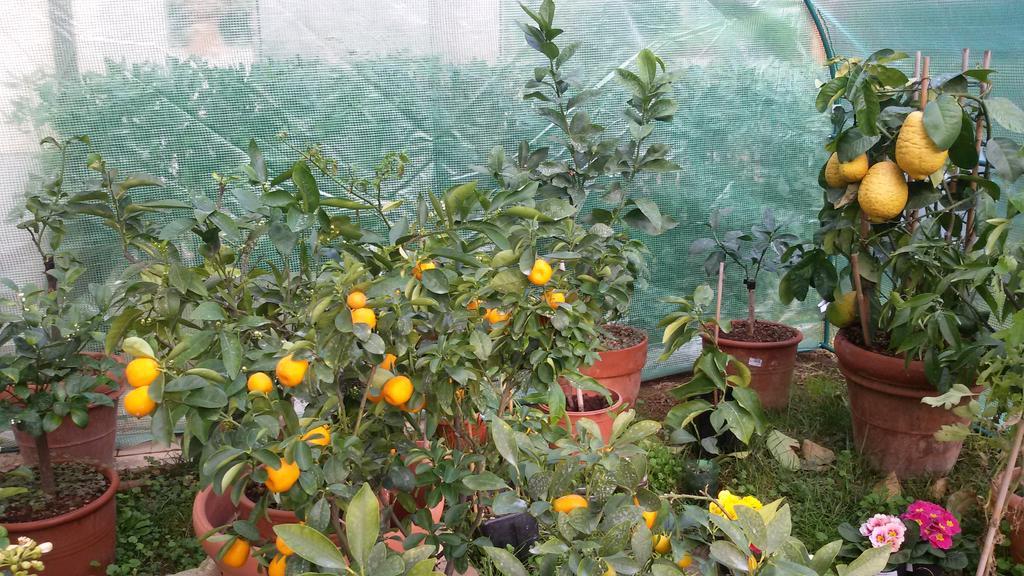 דירות קסטיליאונצ'לו La Limonaia חדר תמונה